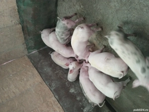 purcei.    - imagine 3