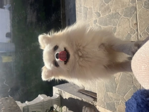 Pomeranian adulta mini FCI  - imagine 2