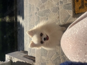 Pomeranian adulta mini FCI  - imagine 3