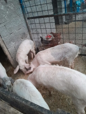 Vând purceluși din imagini - imagine 2