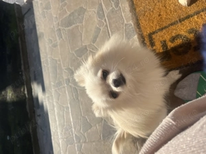 Femelă Pomeranian mini pedigree FCI  - imagine 2