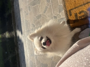 Femelă Pomeranian mini pedigree FCI  - imagine 3