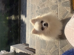 Femelă Pomeranian mini pedigree FCI 