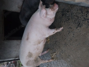 Vand porc 200 kg 3300