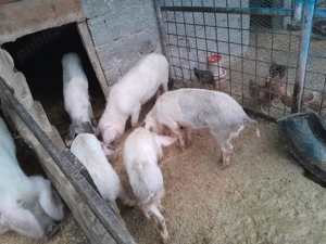 Vând purceluși din imagini - imagine 4