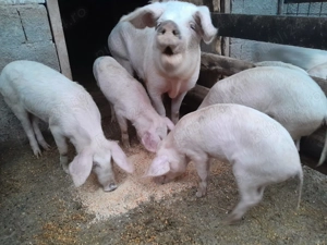 Vând purceluși din imagini - imagine 3