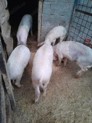 Vând purceluși din imagini