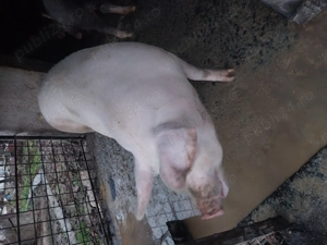 Vand porc 200 kg 3300 - imagine 2