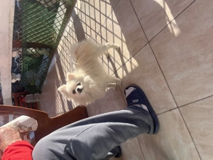 Femelă Pomeranian pedigree FCI 