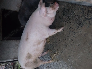 Vand porc 200 kg 3300 - imagine 3