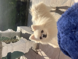 Femelă Pomeranian pedigree FCI  - imagine 3