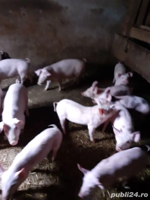 purcei si grasuni  - imagine 2