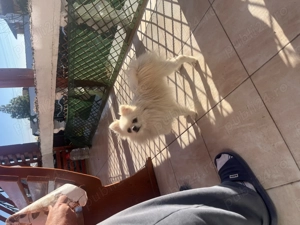 Femelă Pomeranian pedigree FCI  - imagine 4