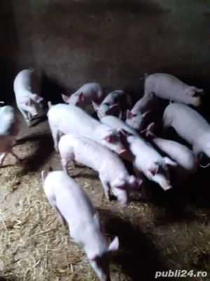 purcei si grasuni  - imagine 3