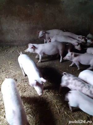 purcei si grasuni  - imagine 4