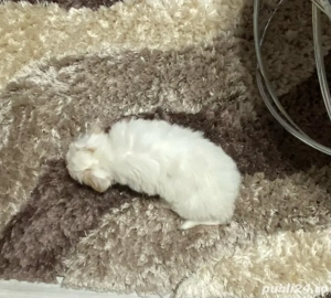 Vand bishonica malteza 2 luni vaccinata si deparazitata cu carnet de sanatate - imagine 2