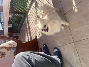 Femelă Pomeranian pedigree FCI  - imagine 9