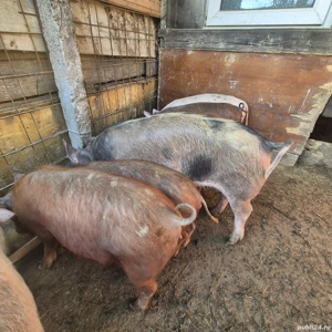 purcei duroc si pietran - imagine 4