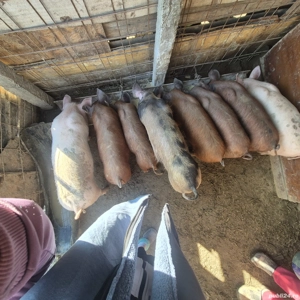 purcei duroc si pietran - imagine 3