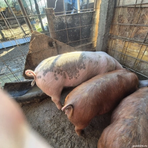 Purceluși duroc si pietran  - imagine 2