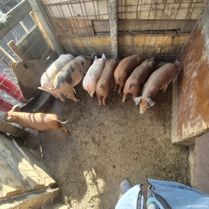 purcei duroc si pietran - imagine 2