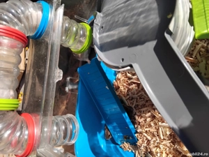 Hamsteri draguti - imagine 2