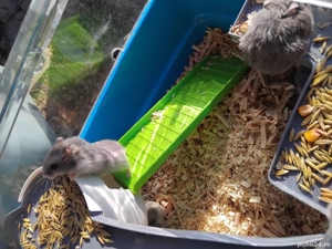 Hamsteri draguti - imagine 4