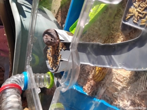 Hamsteri draguti - imagine 5