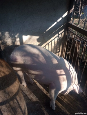Porc pentru sacrificare     - imagine 2