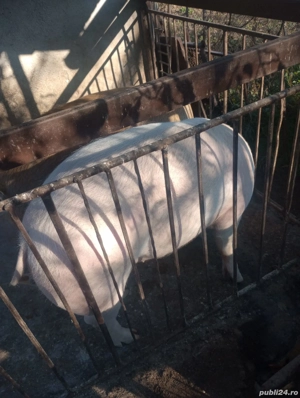 Porc pentru sacrificare    