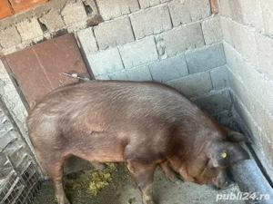 vând porc ,pret:16lei-negociabil  - imagine 2