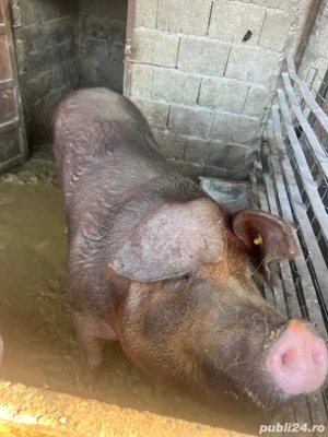 vând porc ,pret:16lei-negociabil  - imagine 4