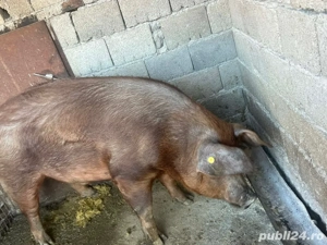 vând porc ,pret:16lei-negociabil 