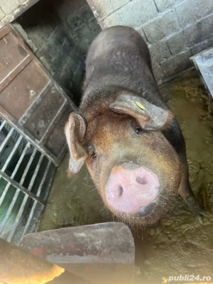 vând porc ,pret:16lei-negociabil  - imagine 3