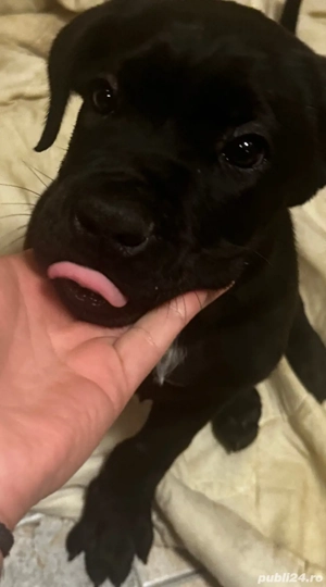 De vanzare  - imagine 3