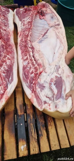 Porci de carne de la 120kg 130kg 140 kg 150 kg 160 kg  - imagine 2