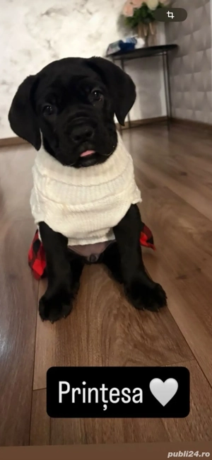 De vanzare  - imagine 4