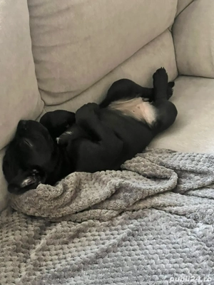 De vanzare  - imagine 2