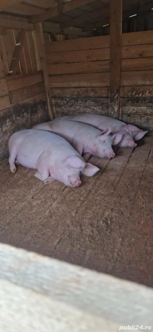 Porci de carne de la 120kg 130kg 140 kg 150 kg 160 kg 