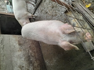 Vând porci marele alb  - imagine 4