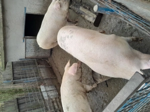 Vând porci marele alb  - imagine 5