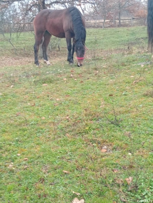 manza de 1an jumate  - imagine 2