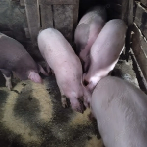 Vând  porci graşi în Dud, jud. Arad - imagine 3