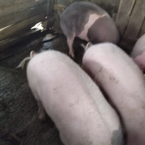 Vând  porci graşi în Dud, jud. Arad - imagine 2