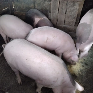 Vând  porci graşi în Dud, jud. Arad - imagine 4