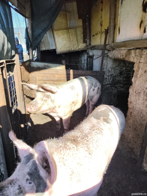 porc de vânzare  - imagine 3