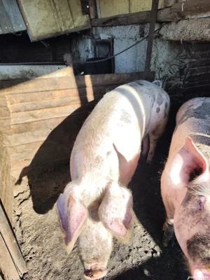 porc de vânzare  - imagine 4