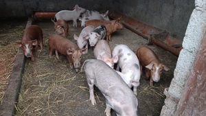 Purcei de vanzare  - imagine 3