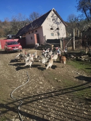 Curci de casa - imagine 2