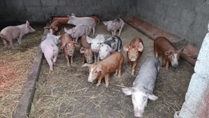 Purcei de vanzare  - imagine 2